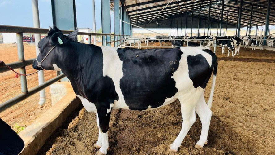 Embryo transfer pregnant heifers